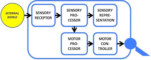 Anatomy of a Sensorimotor Knower