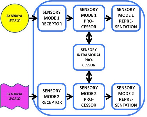 Anatomy of a Multimodal Knower